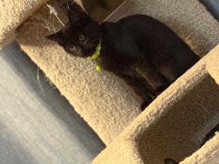 Kiran (black little girl)