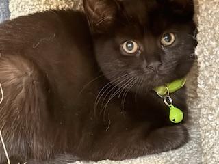 Kiran (black little girl)