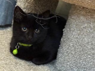 Kiran (black little girl)