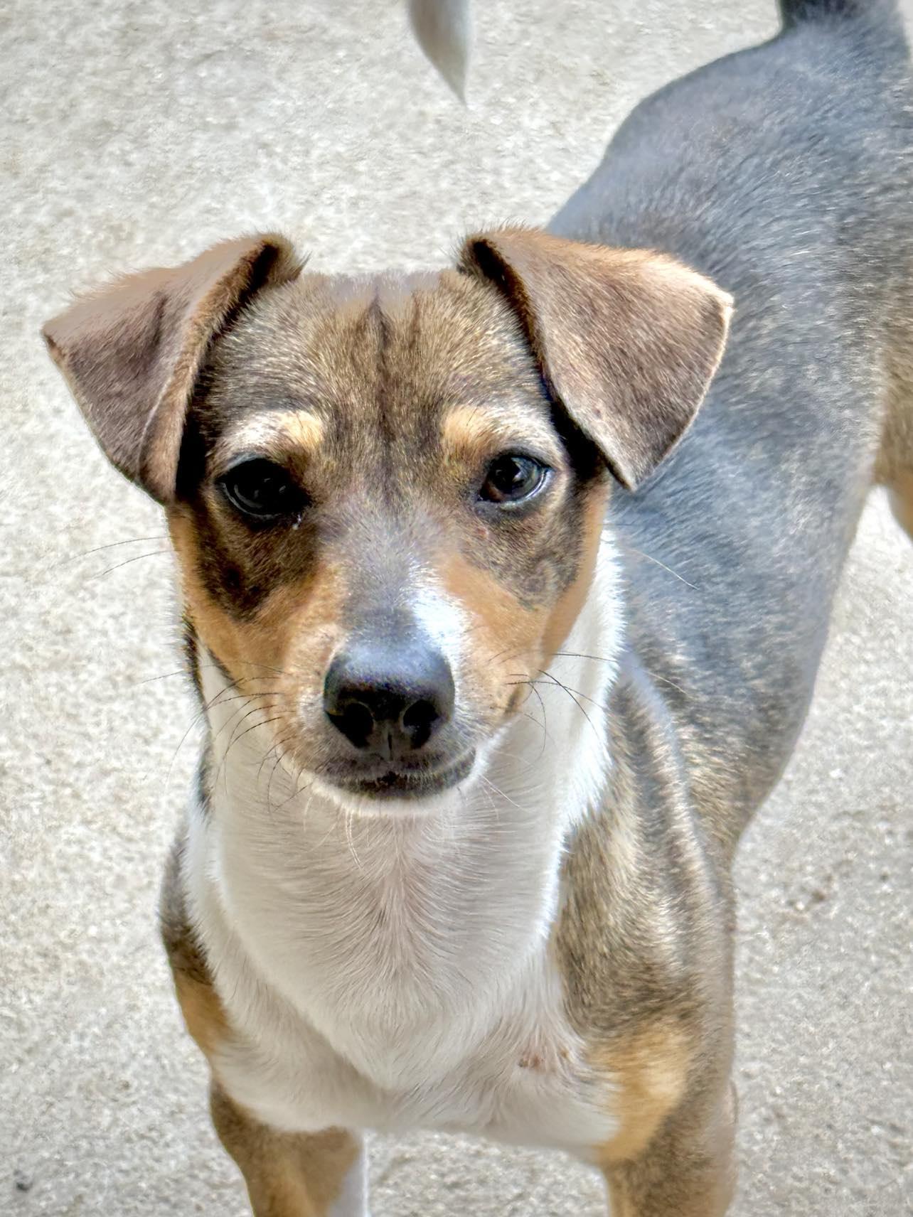 Enlarge Negan, a Adopted mixed breed in Itasca, TX image 3/5