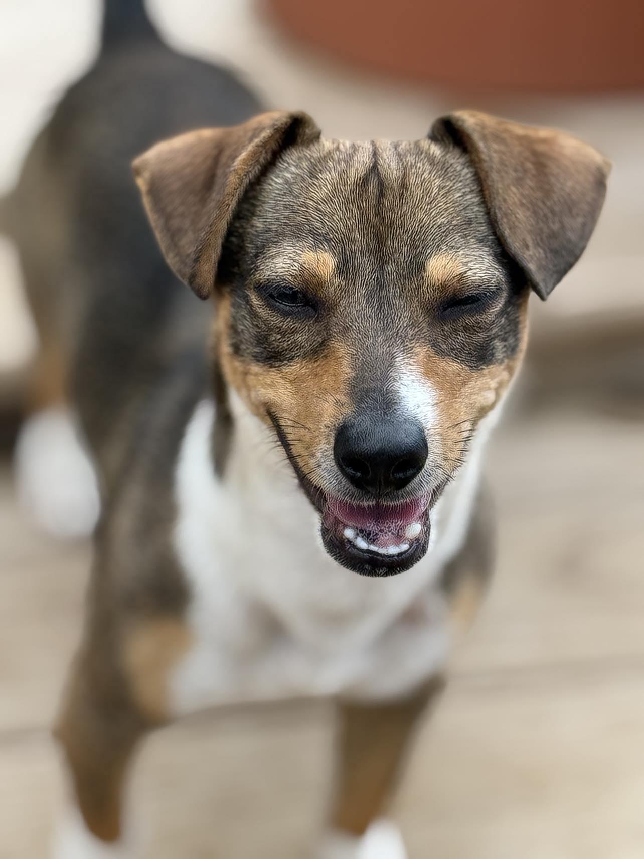 Enlarge Negan, a Adopted mixed breed in Itasca, TX image 2/5