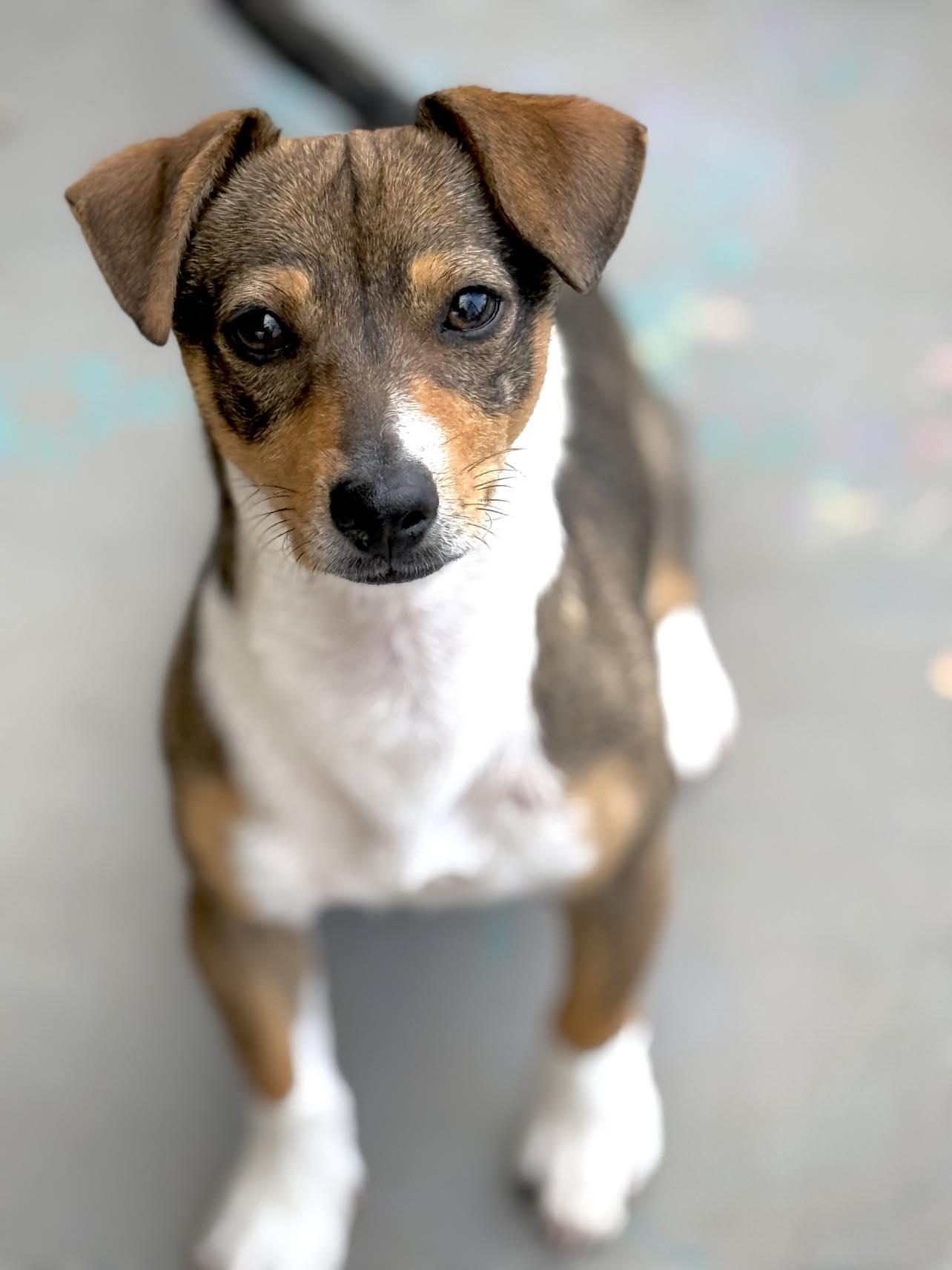 Negan, Adopted, Puppy Male Mixed Breed & Dachshund.