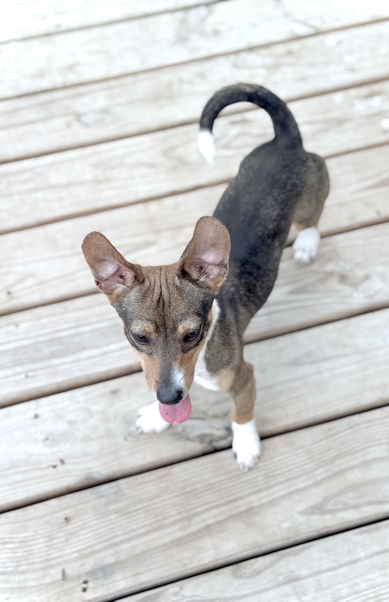 Enlarge Negan, a Adopted mixed breed in Itasca, TX image 4/5