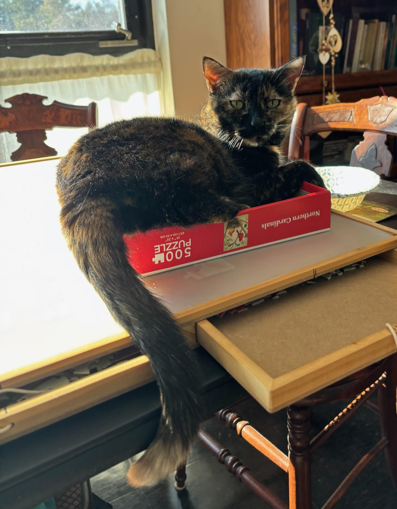 Goldilocks, ADOPTABLE, Adult Female Domestic Short Hair.