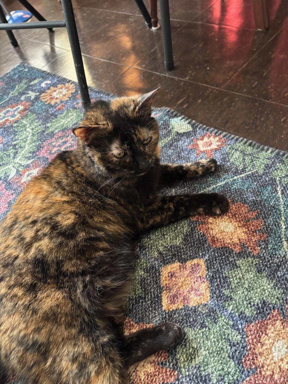 Goldilocks, a ADOPTABLE Domestic Short Hair in Melrose, MA image 4/5