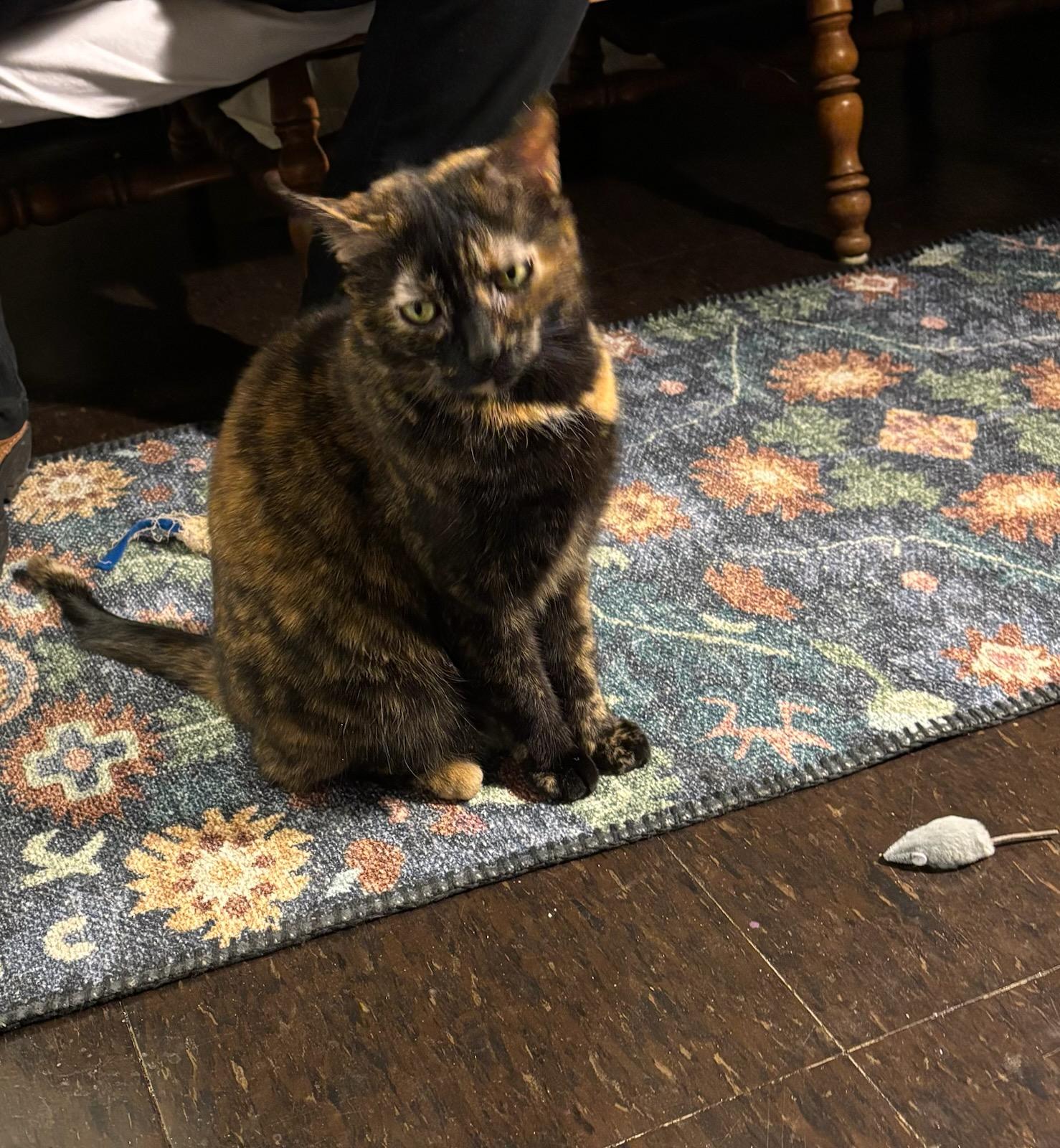 Goldilocks, a ADOPTABLE Domestic Short Hair in Melrose, MA image 3/5