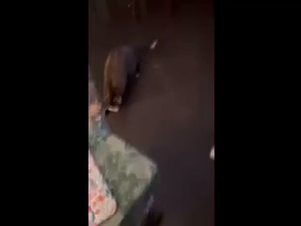 Enlarge Goldilocks, a ADOPTABLE Domestic Short Hair in Melrose, MA video 5/5