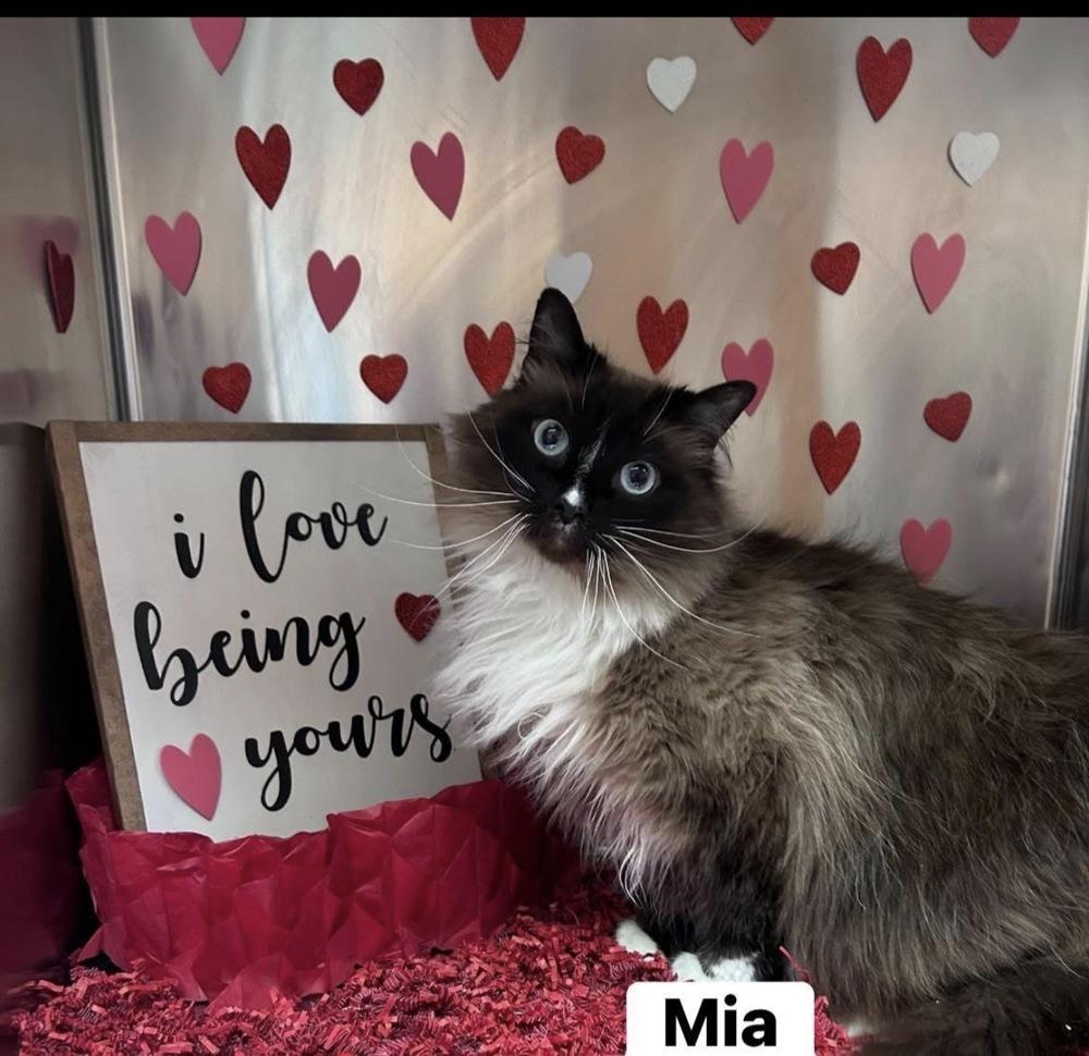 Mia, a Adoptable mixed breed in Vienna , VA image 4/6
