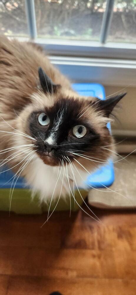 Mia, a Adoptable mixed breed in Vienna , VA image 6/6