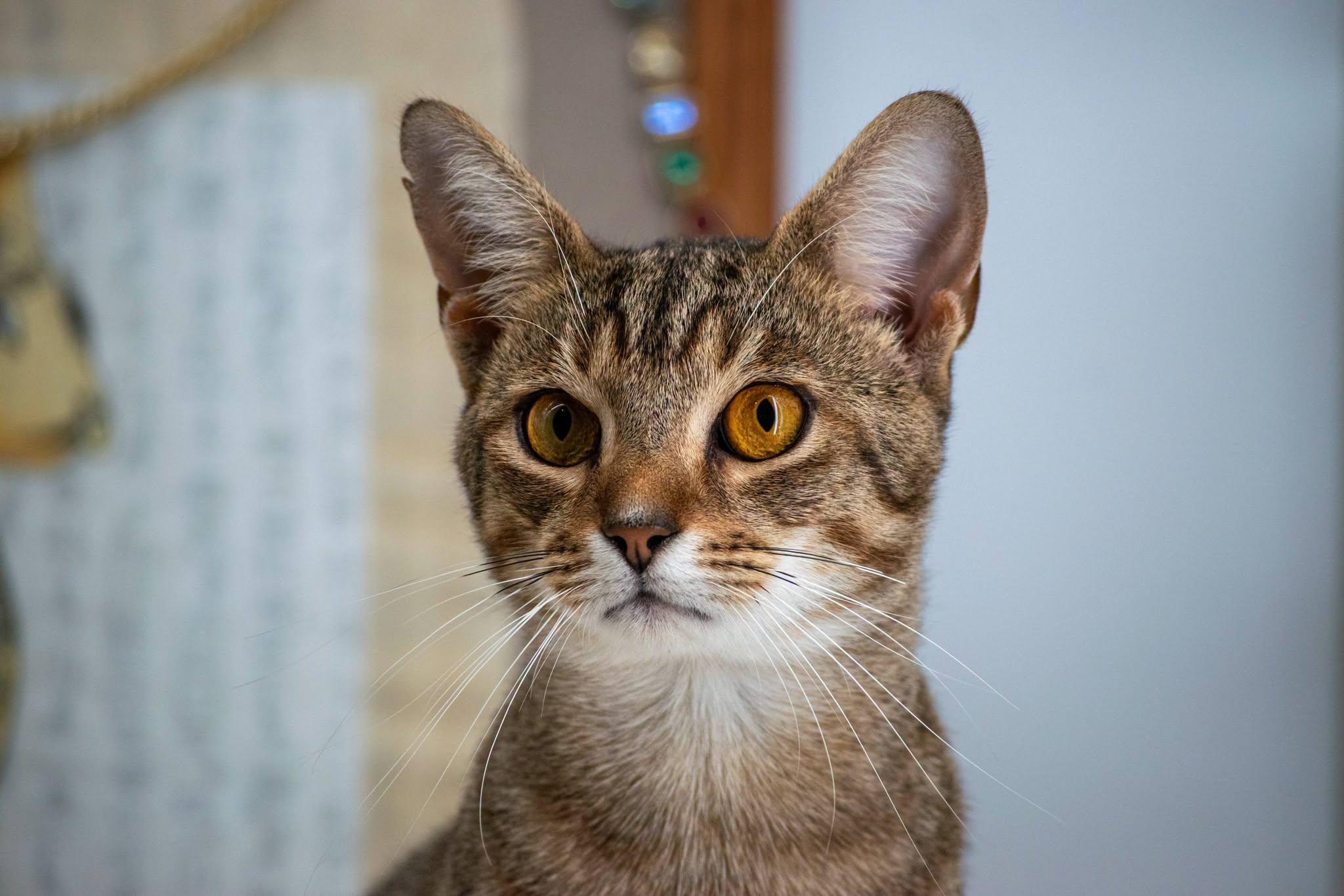 Enlarge Mau, a Adoptable Domestic Short Hair in Sevierville, TN image 3/4