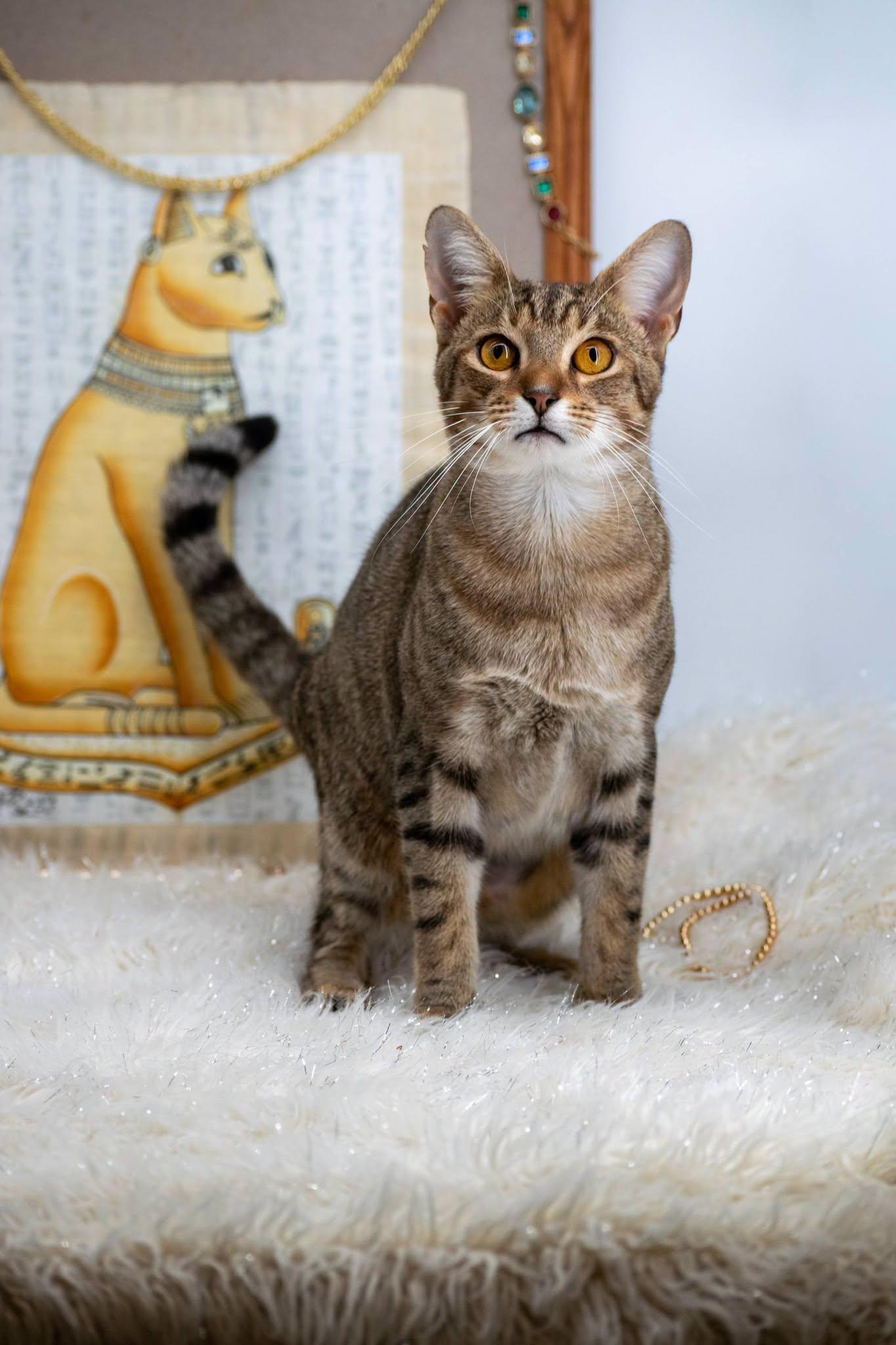 Enlarge Mau, a Adoptable Domestic Short Hair in Sevierville, TN image 2/4