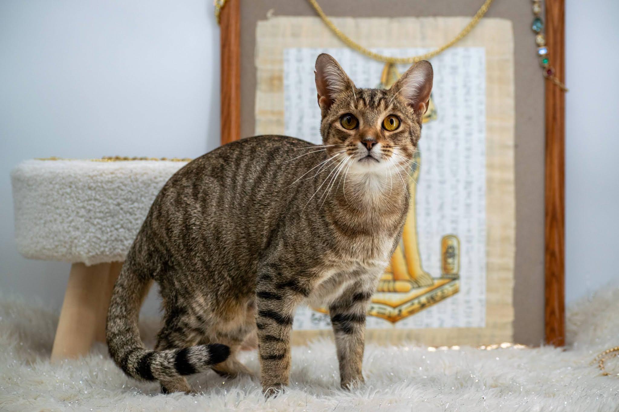Enlarge Mau, a Adoptable Domestic Short Hair in Sevierville, TN image 4/4
