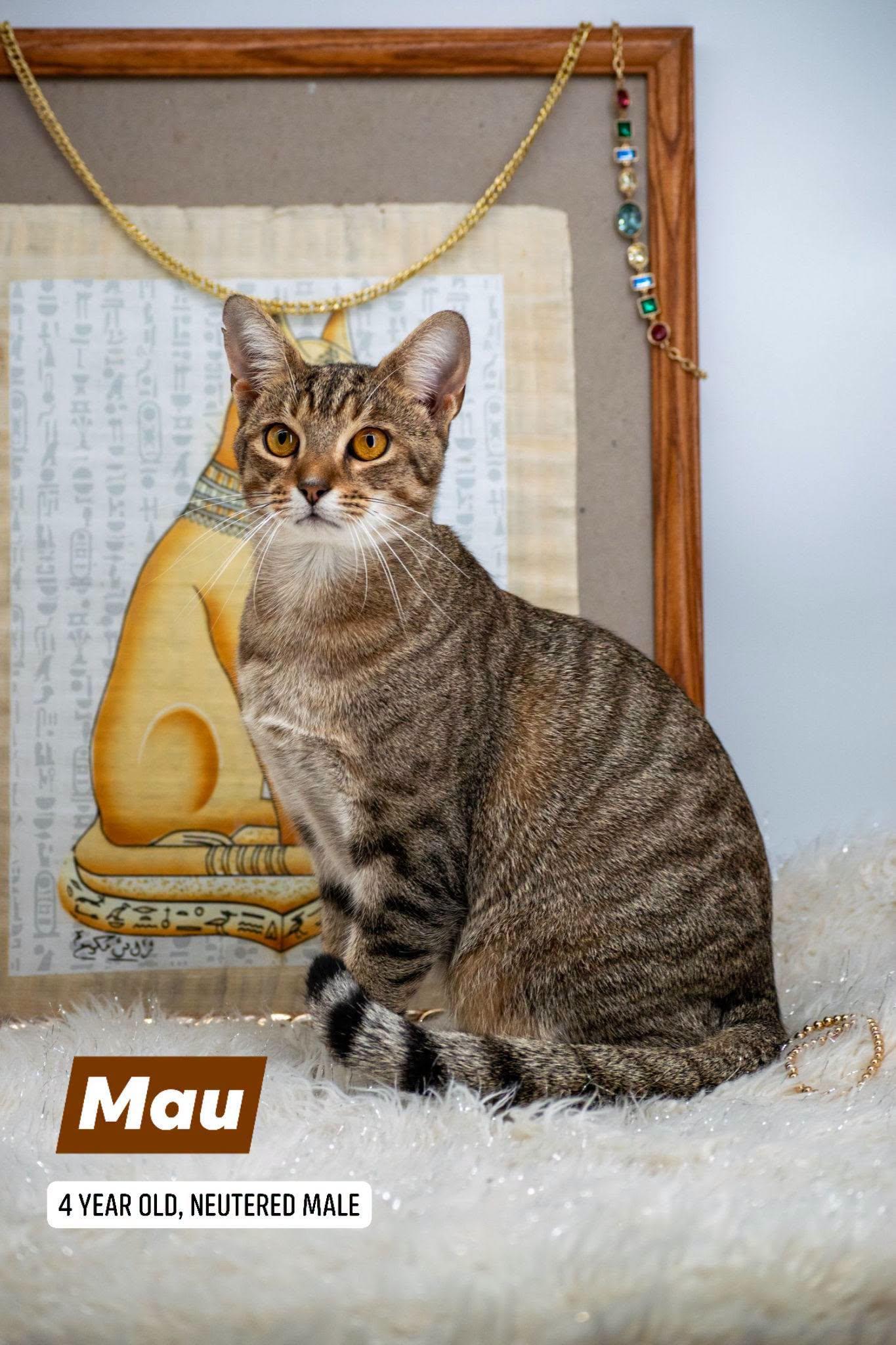 Mau, Adoptable, Adult Male Domestic Short Hair.