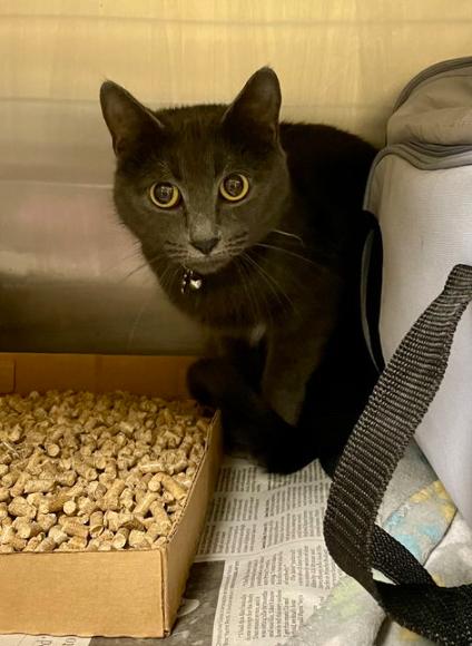 178910 Ashley (Petsmart)