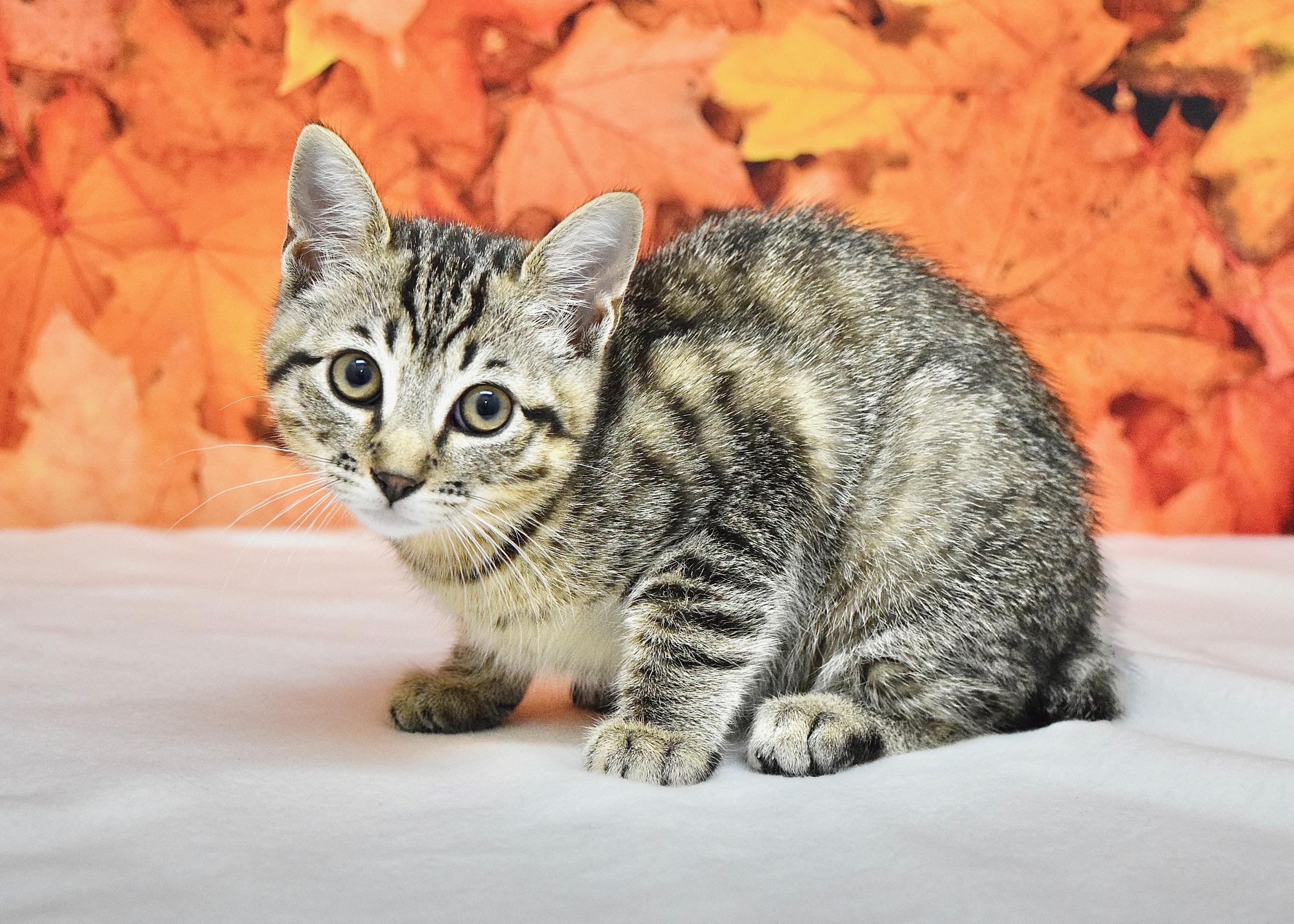 Enlarge Azalea, a Adoptable Domestic Short Hair in Dublin, CA image 2/3