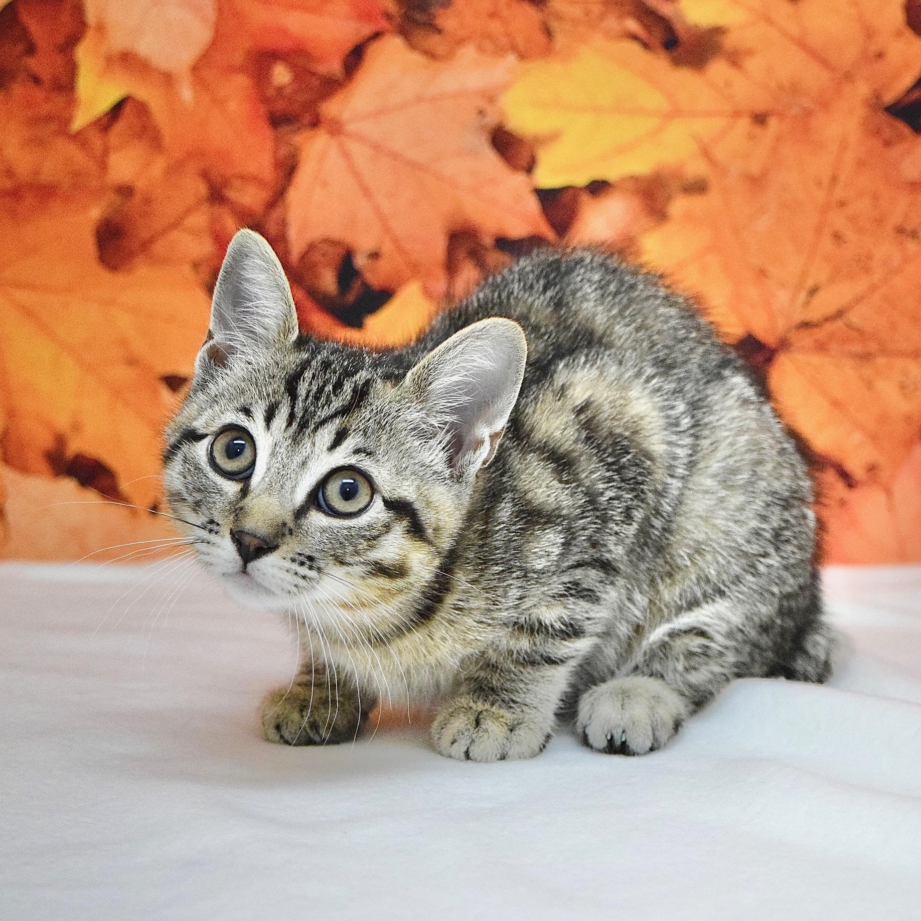 Enlarge Azalea, a Adoptable Domestic Short Hair in Dublin, CA image 3/3