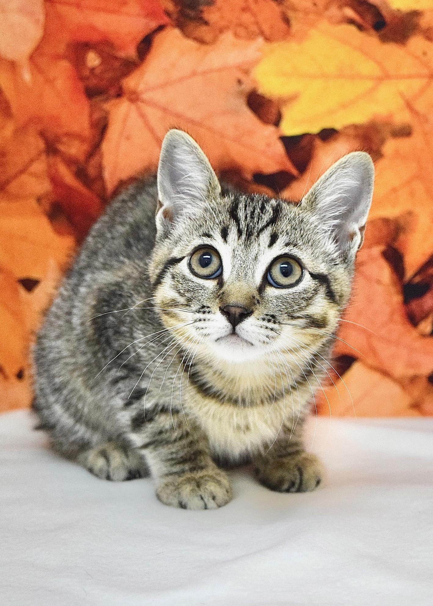 Azalea, Adoptable, Kitten Female Domestic Short Hair.