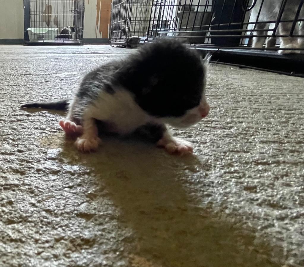 Z kitten 3, Adoptable, Kitten Male Domestic Short Hair.