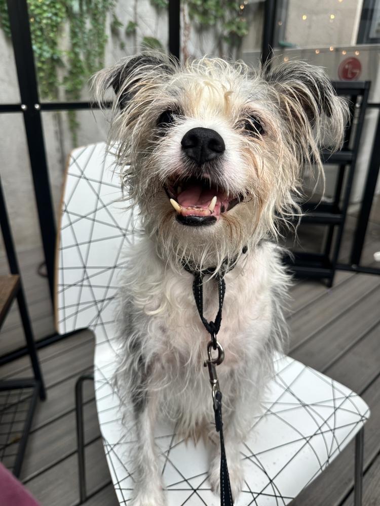 Enlarge Ringo *Foster / Foster-to-Adopt*, a Adoptable mixed breed in New York, NY image 2/6