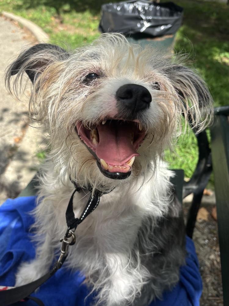 Enlarge Ringo *Foster / Foster-to-Adopt*, a Adoptable mixed breed in New York, NY image 3/6