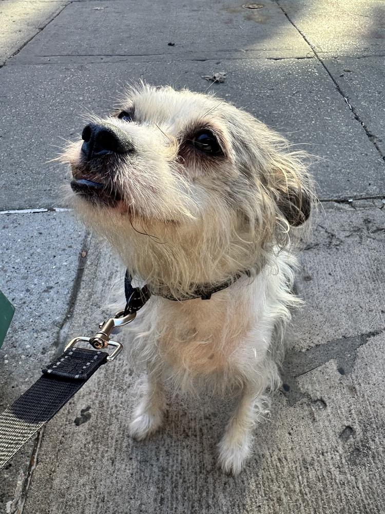 Enlarge Ringo *Foster / Foster-to-Adopt*, a Adoptable mixed breed in New York, NY image 4/6