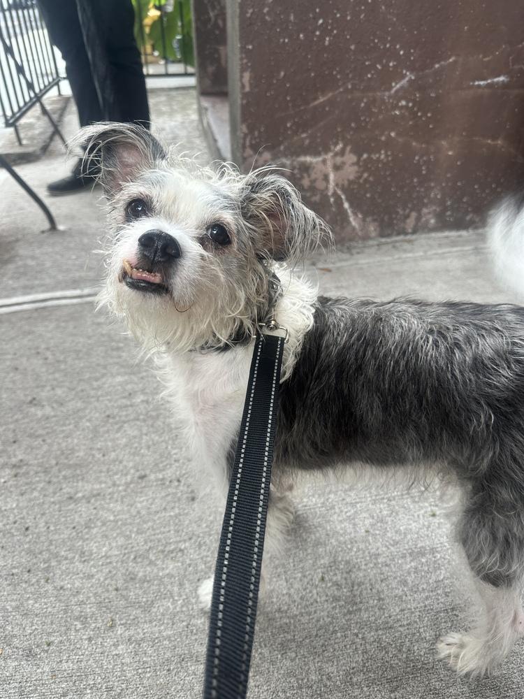 Enlarge Ringo *Foster / Foster-to-Adopt*, a Adoptable mixed breed in New York, NY image 6/6