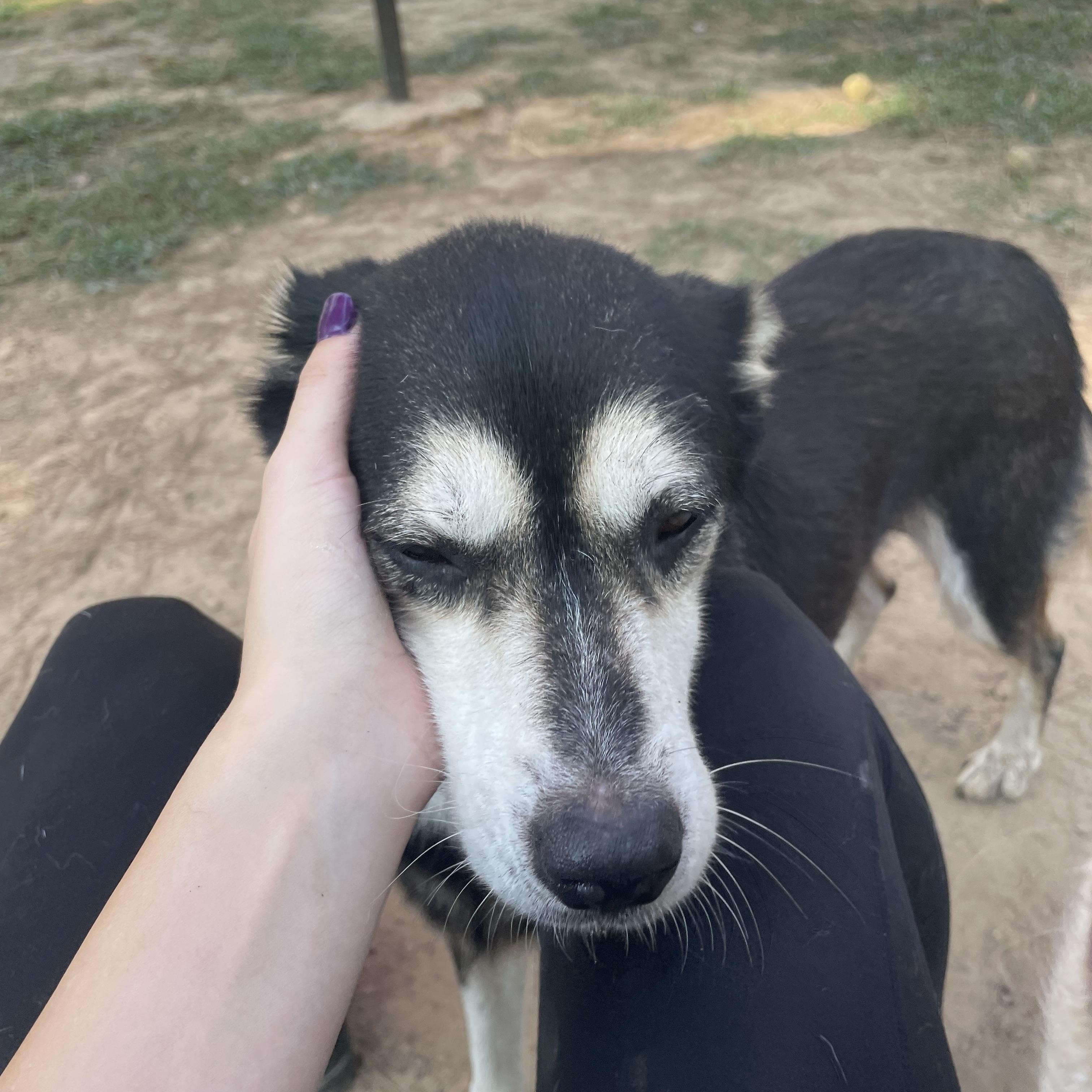 Enlarge Gin, a Adoptable mixed breed in Ruston, LA image 3/4