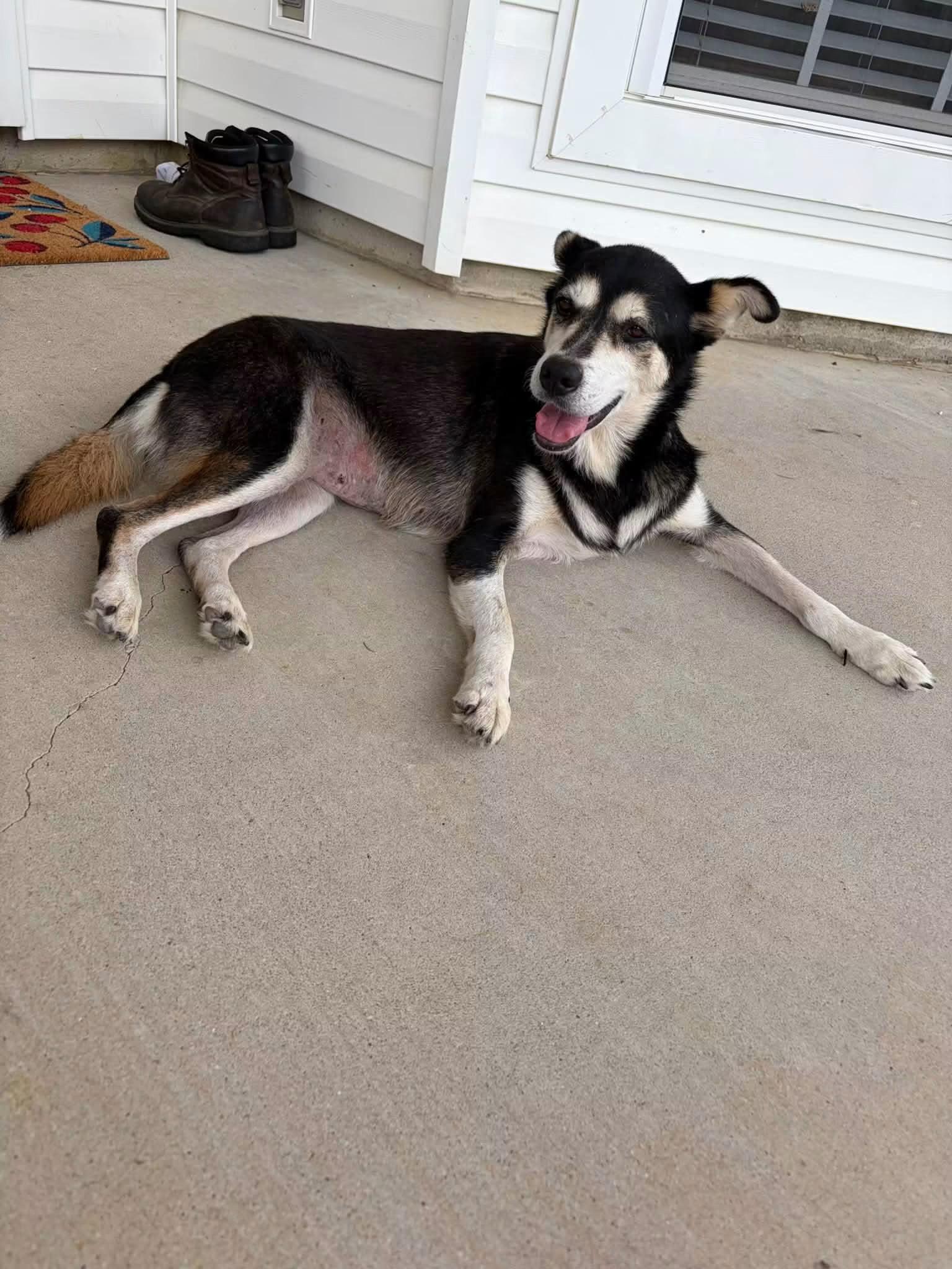 Enlarge Gin, a Adoptable mixed breed in Ruston, LA image 2/4