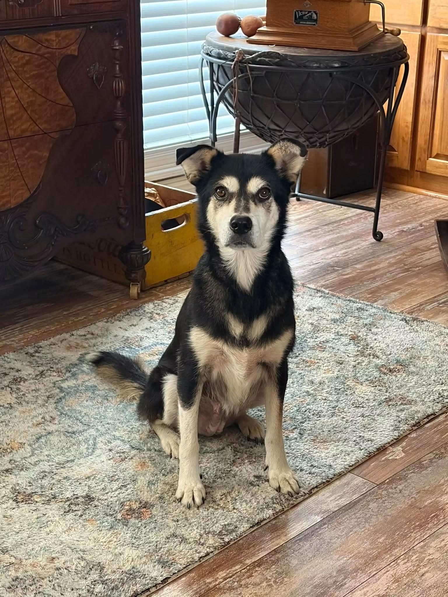 Gin, Adoptable, Adult Female Shepherd.
