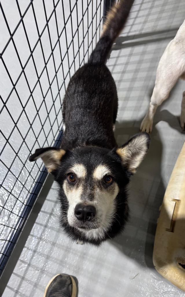 Enlarge Gin, a Adoptable mixed breed in Ruston, LA image 4/4