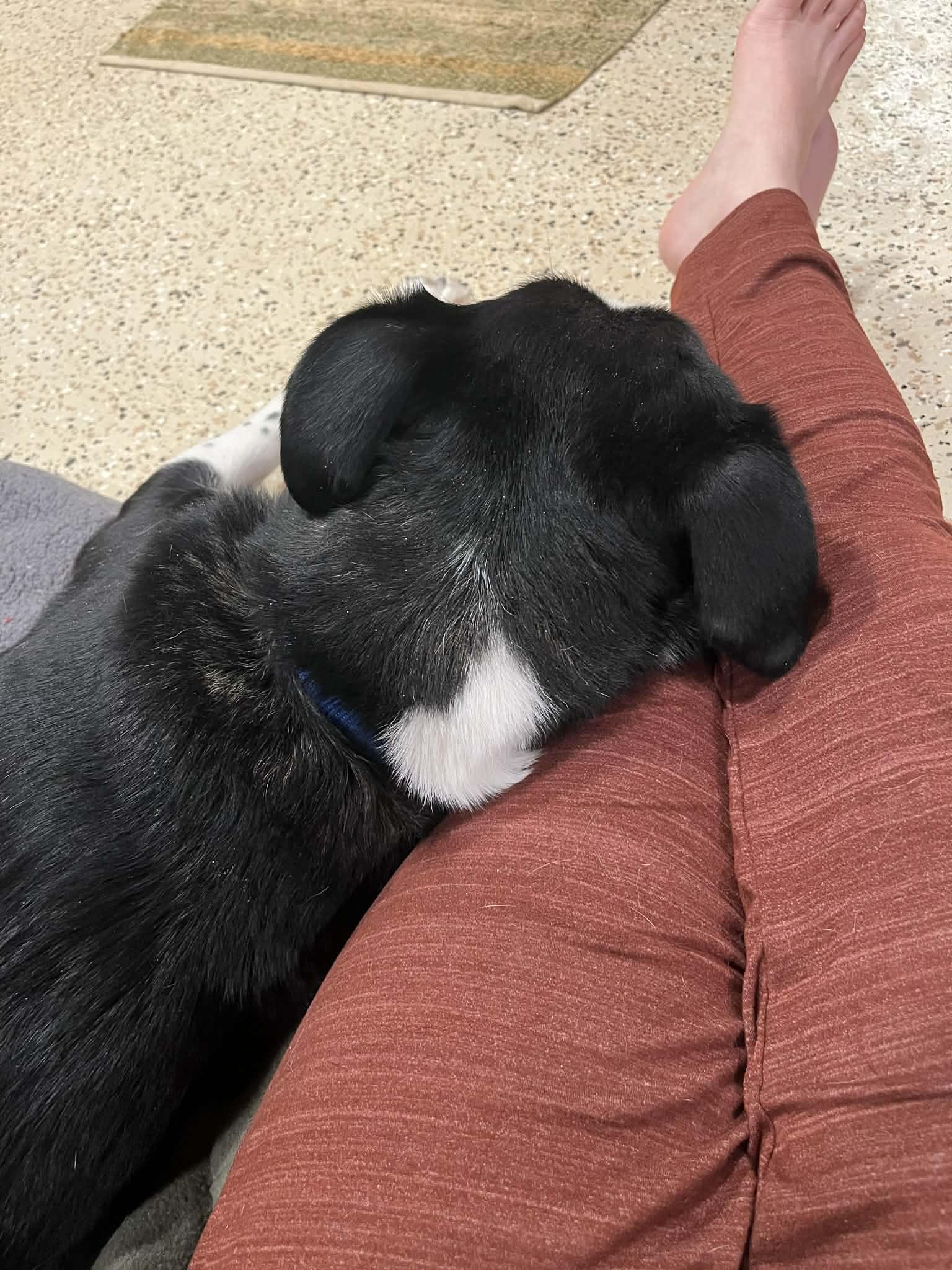 Enlarge Conway , a hold mixed breed in Elyria, OH image 6/6