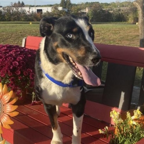 Enlarge Conway, an adoptable mixed breed in Elyria, OH image 3/6