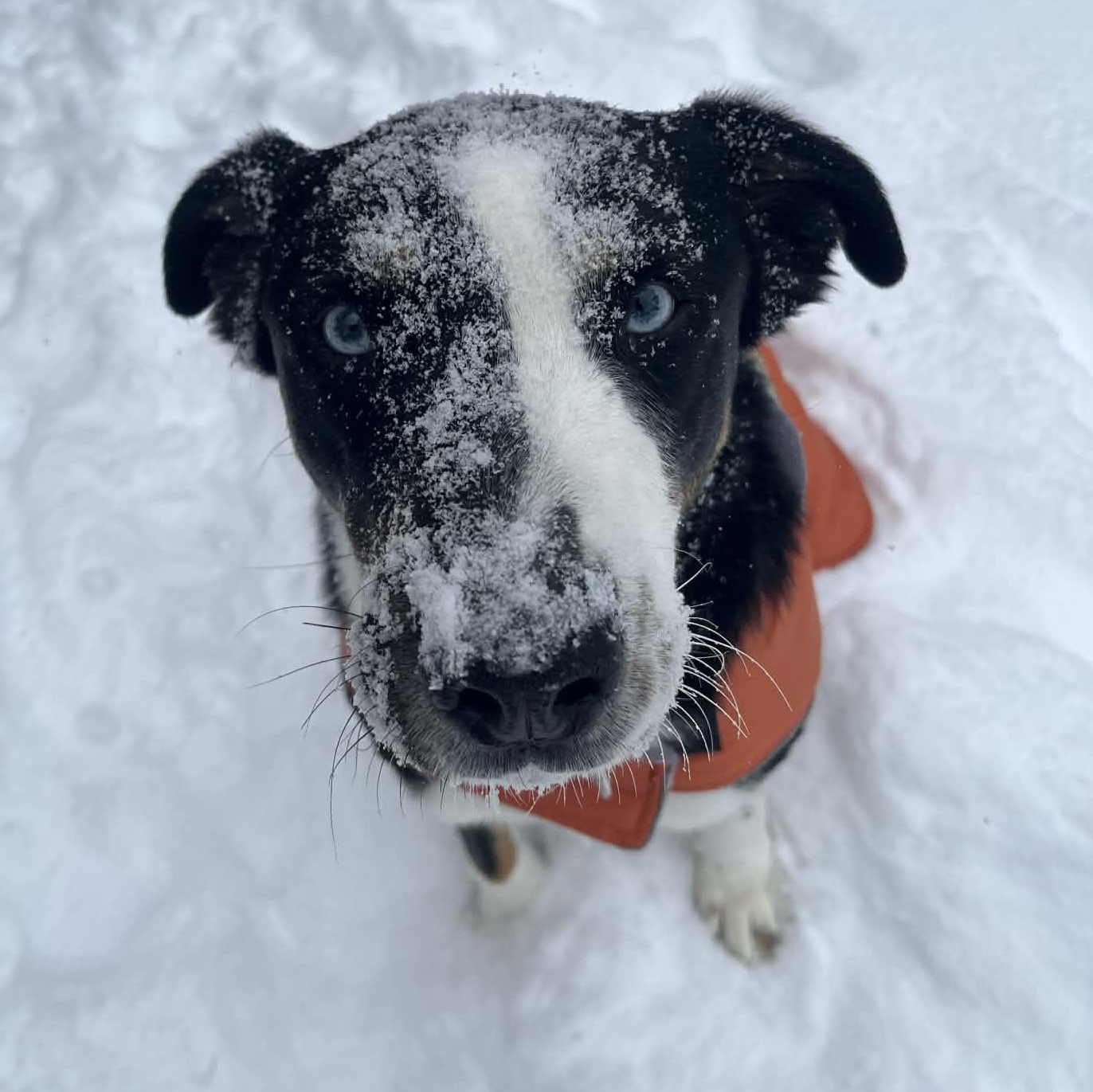 Enlarge Conway , a hold mixed breed in Elyria, OH image 3/6