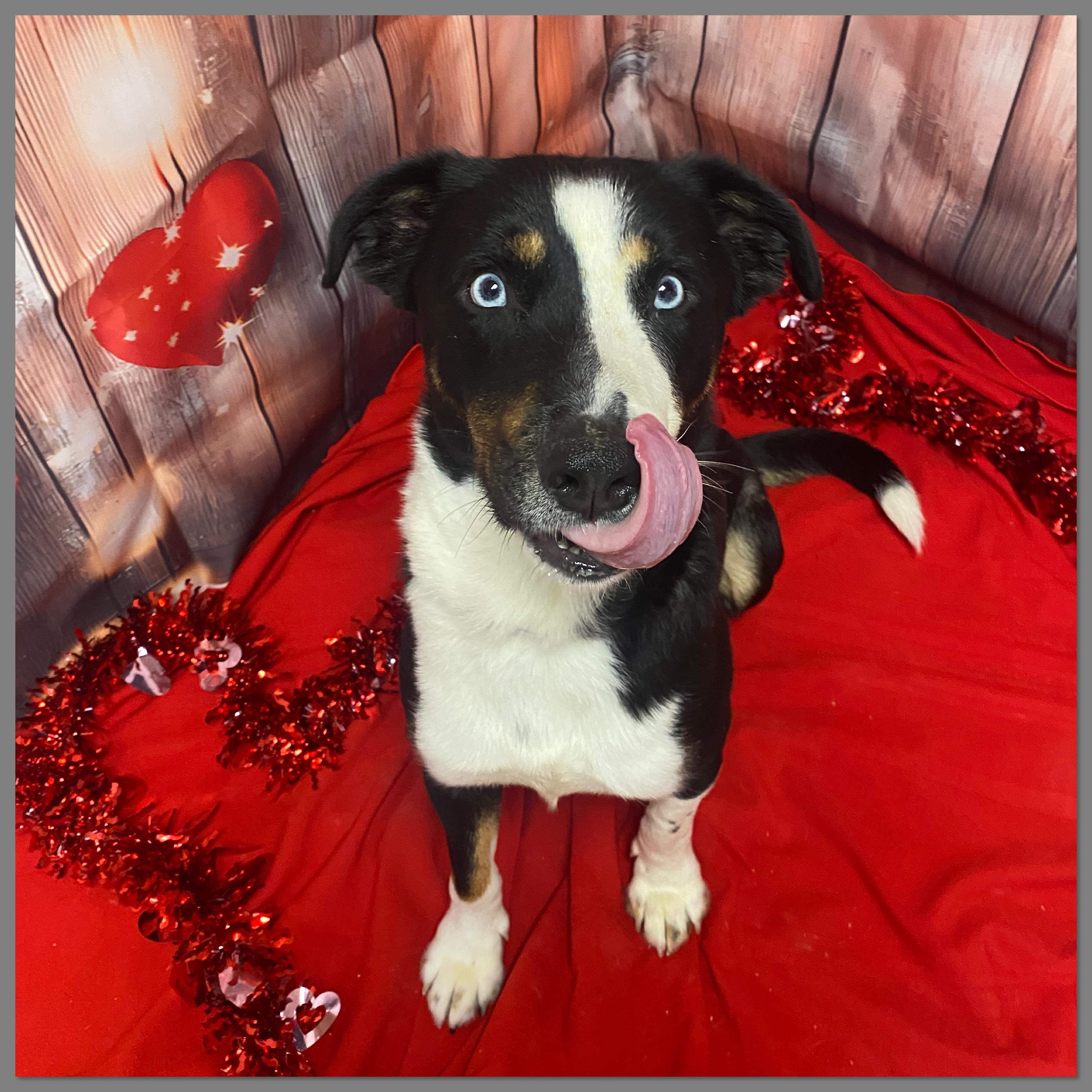 Enlarge Conway , a hold mixed breed in Elyria, OH image 2/6