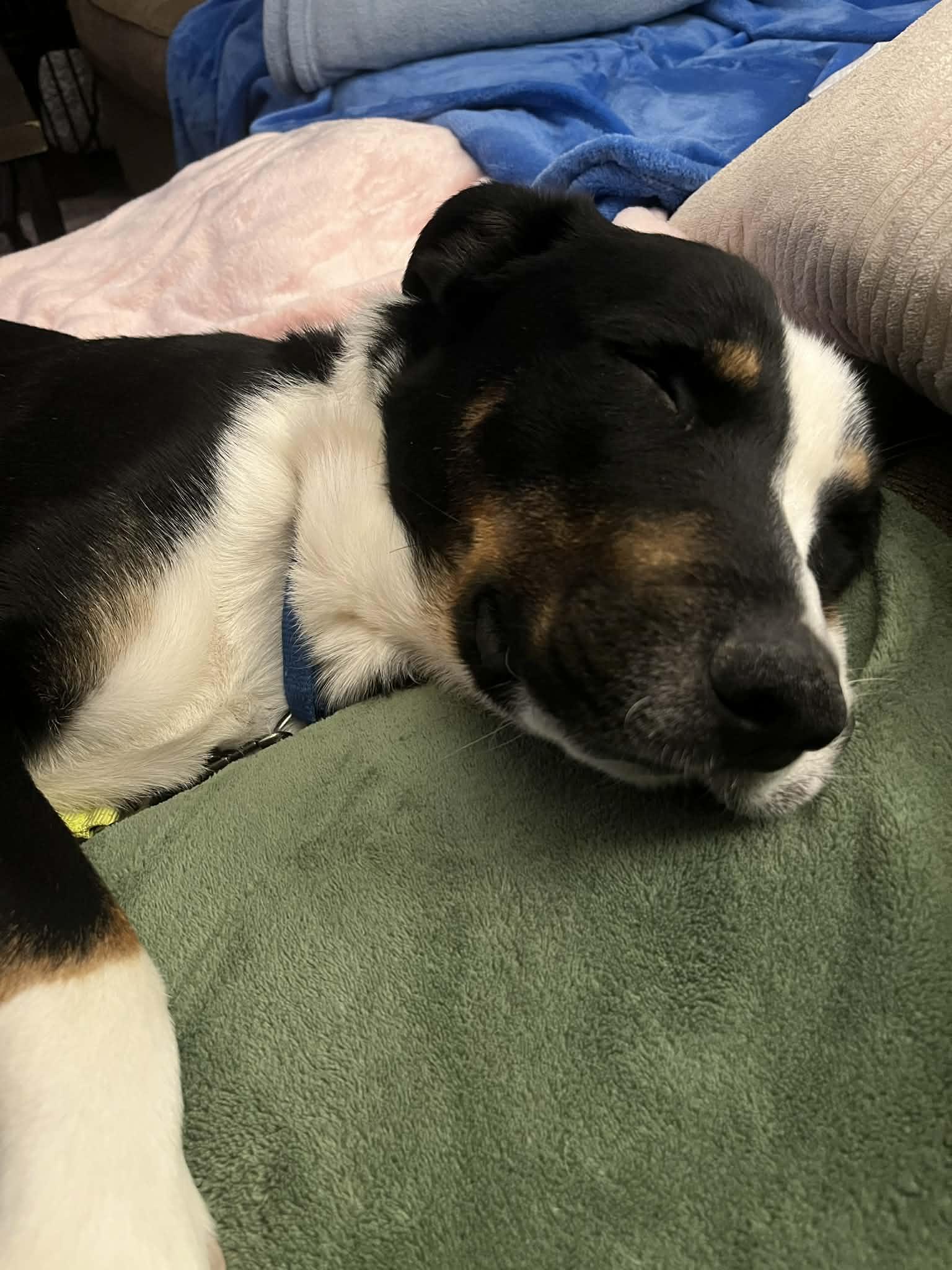 Enlarge Conway , a hold mixed breed in Elyria, OH image 4/6