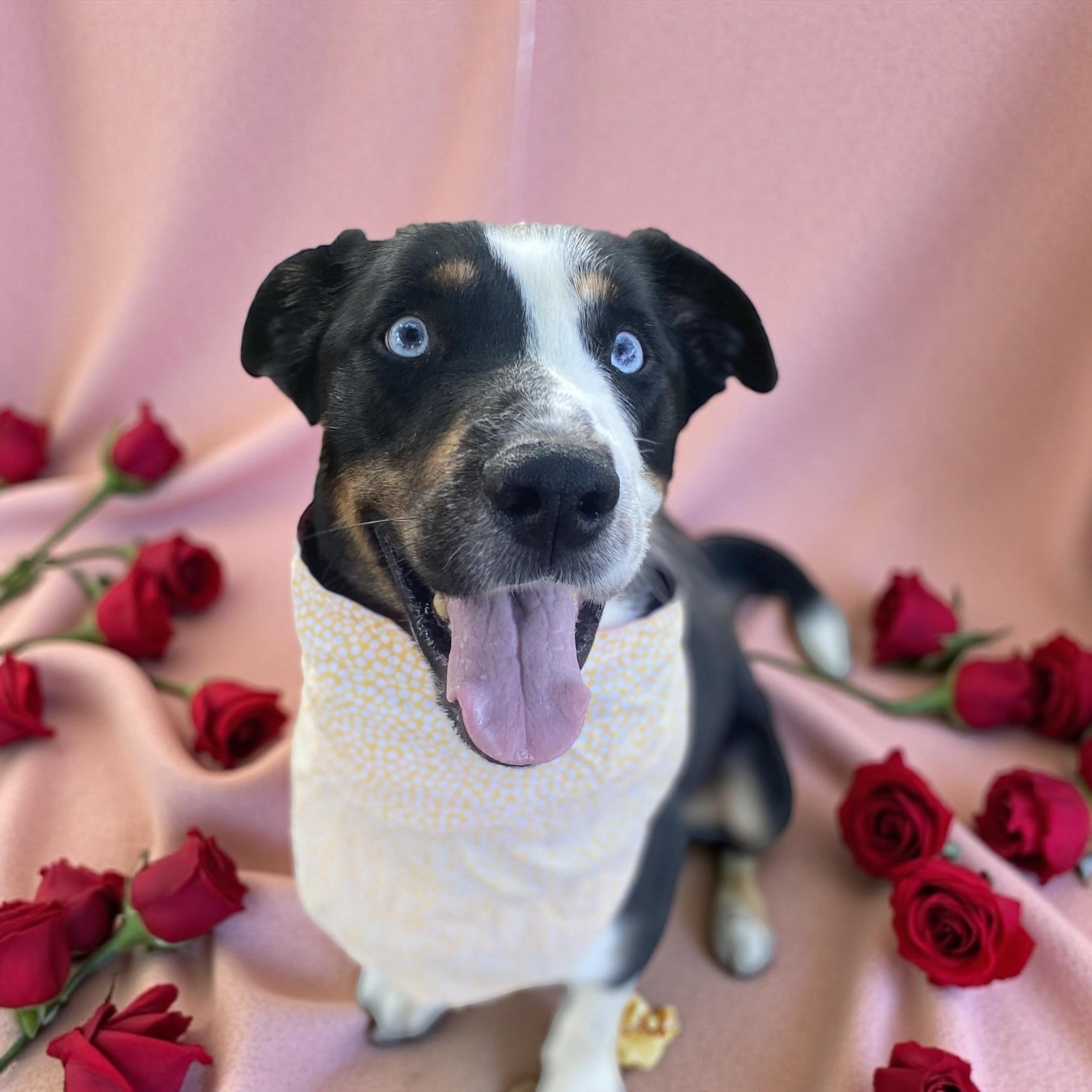 Enlarge Conway, an adoptable mixed breed in Elyria, OH image 1/6