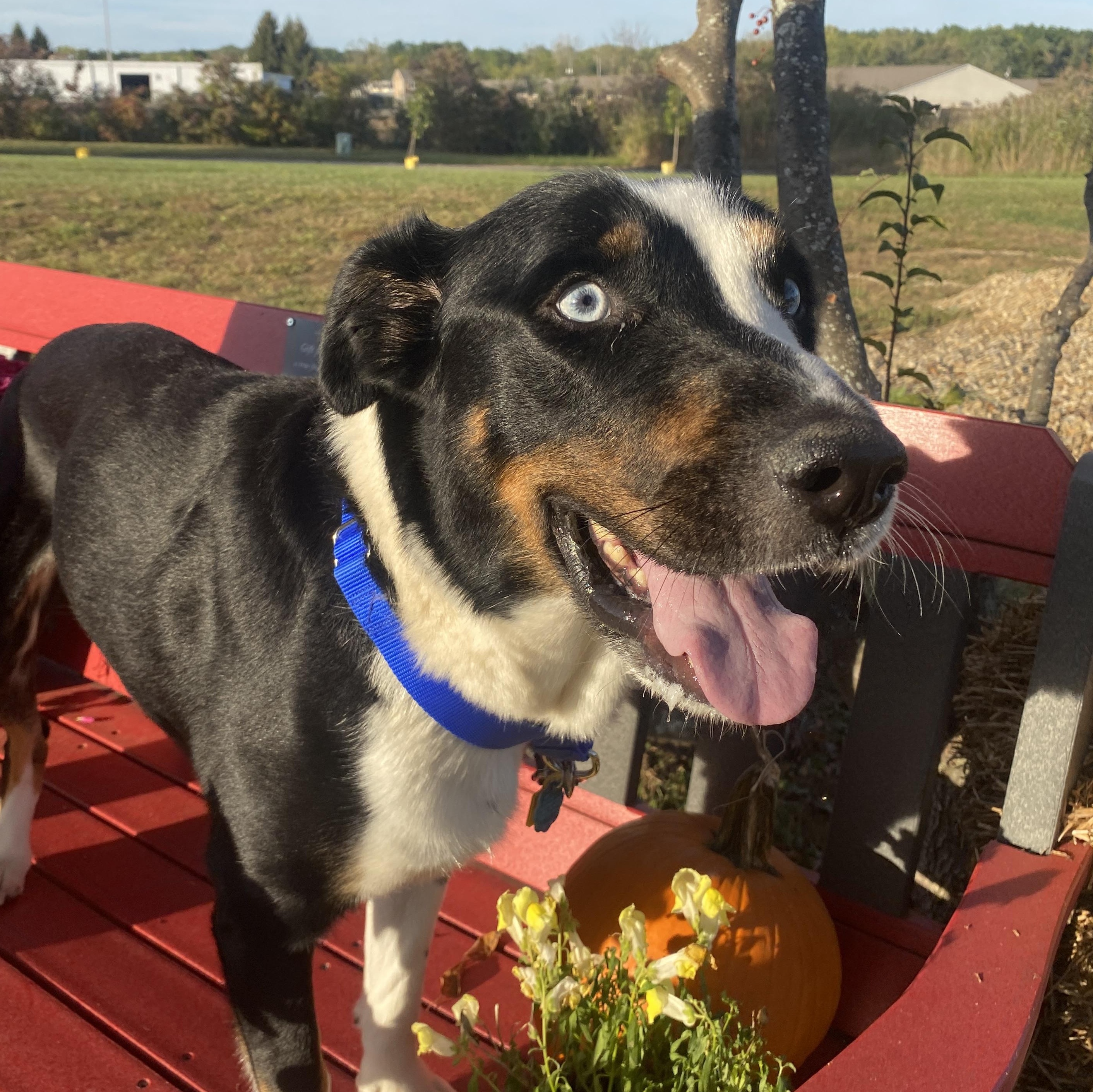 Enlarge Conway, an adoptable mixed breed in Elyria, OH image 5/6