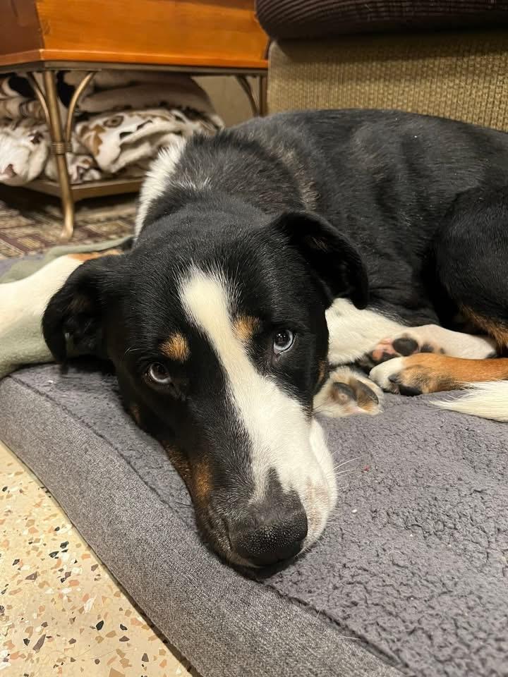 Enlarge Conway , a hold mixed breed in Elyria, OH image 1/6