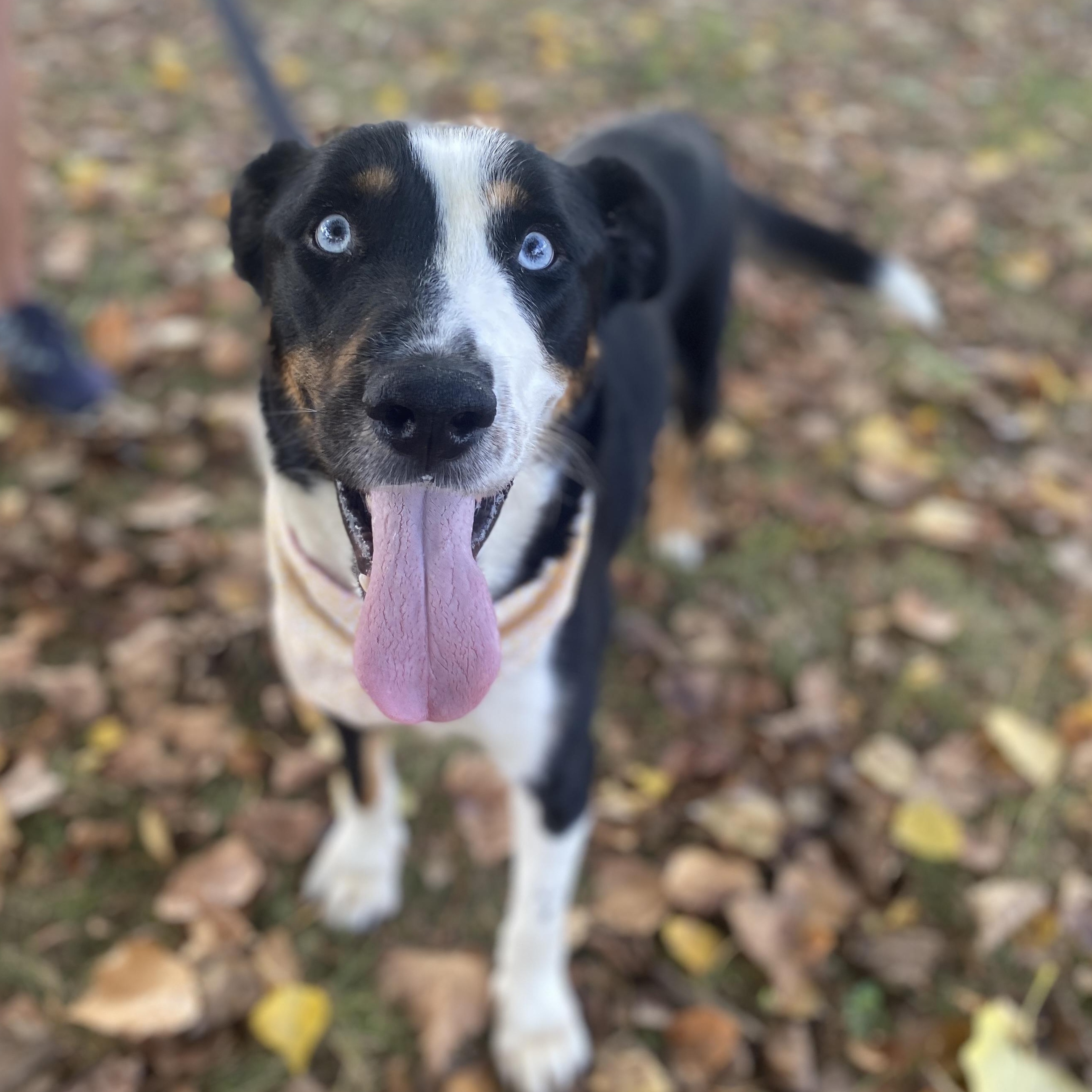 Enlarge Conway, an adoptable mixed breed in Elyria, OH image 4/6