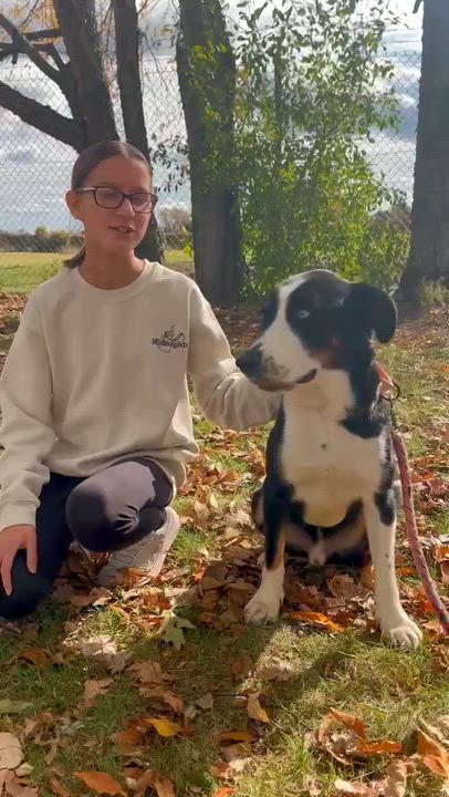 Enlarge Conway, an adoptable mixed breed in Elyria, OH video 6/6