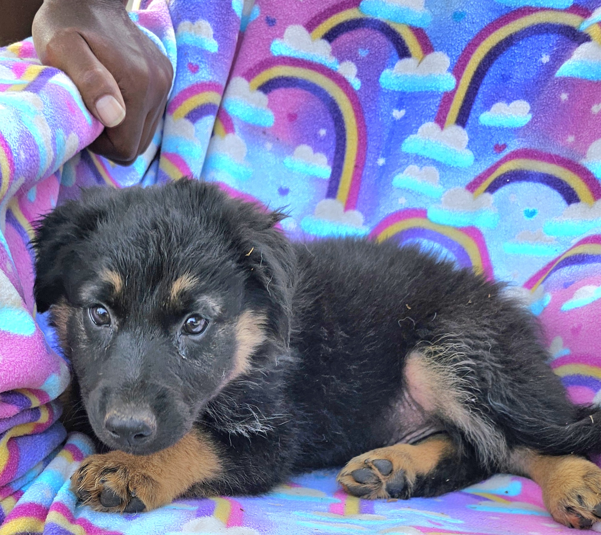 Dog for adoption Reggie, an Australian Shepherd Mix in Burbank, CA