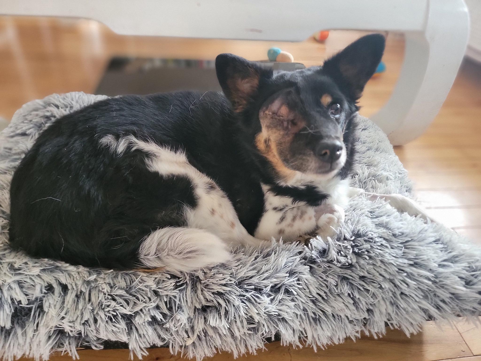 Enlarge Stella, a Adopted mixed breed in Manassas, VA image 2/3