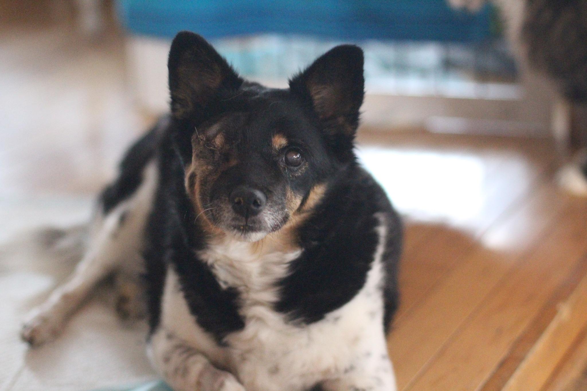 Enlarge Stella, a Adopted mixed breed in Manassas, VA image 1/3