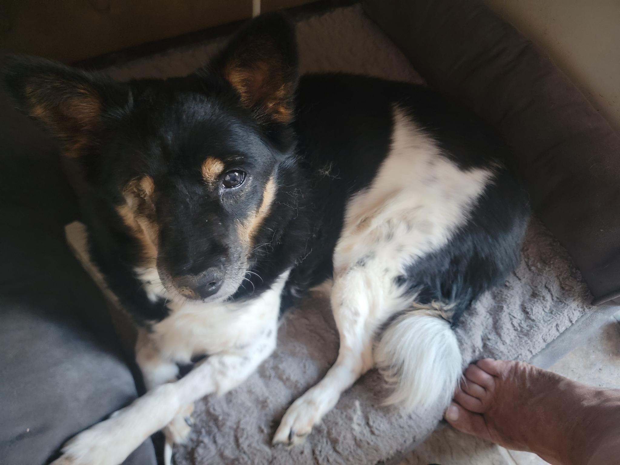 Enlarge Stella, a Adopted mixed breed in Manassas, VA image 3/3