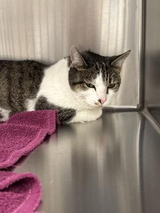 Pyra, Adoptable, Adult Female Domestic Short Hair & Domestic Short Hair.