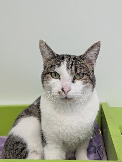 Enlarge Pyra, a Adoptable mixed breed in Batavia, OH image 2/3