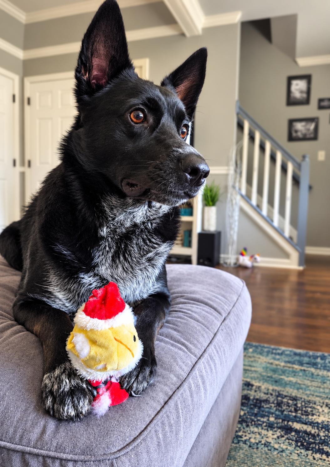 Enlarge Loki, a Adoptable mixed breed in Columbia, MD image 2/3