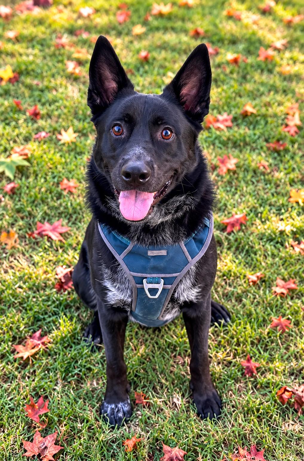 Loki, Adoptable, Adult Male Australian Cattle Dog / Blue Heeler.
