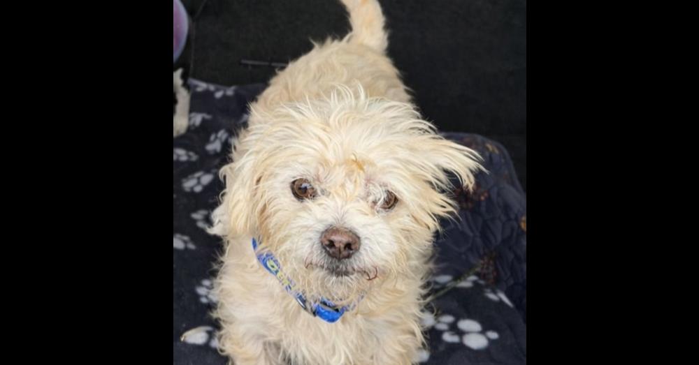 Rolex, Adopted, Adult Male Maltese.