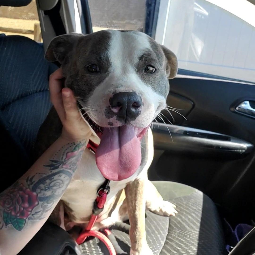 Belle, a Adoptable mixed breed in Tarzana, CA image 5/6